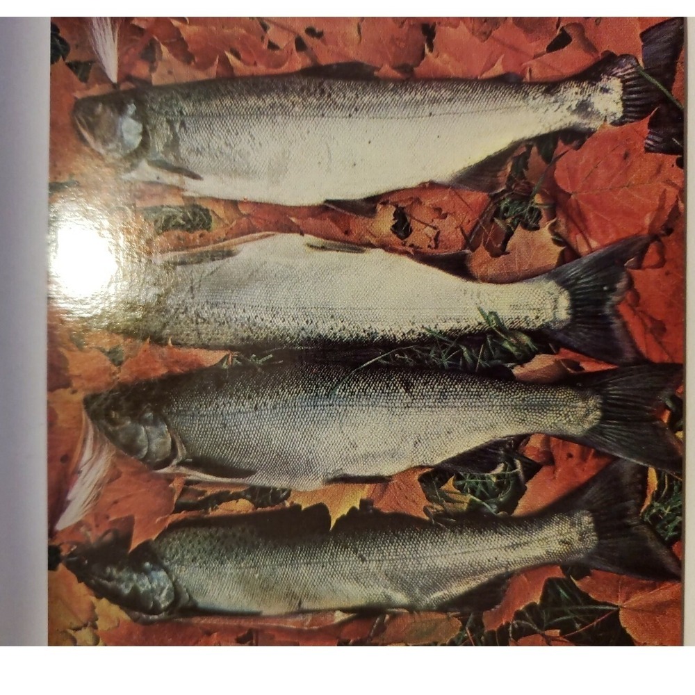 Postcard Michigan's Mighty Coho Silver Salmon Michigan Vintage Unused A1-05